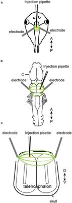 Development of an Acute Method to Deliver Transgenes Into the Brains of Adult Xenopus laevis